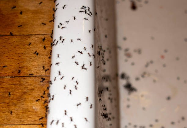 Best Bed Bug Extermination  in Indian Hills, NV
