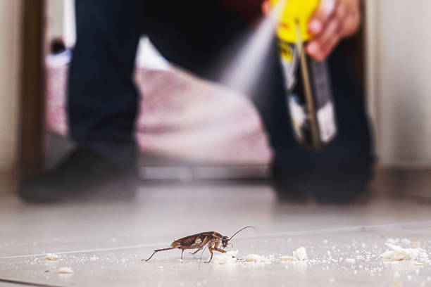 Insect Control in Indian Hills, NV